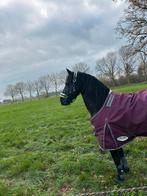 Friese Merrie, Dieren en Toebehoren, Merrie, Minder dan 160 cm, Met stamboom, Zadelmak