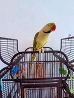 Tekoop Alexander met kooie, Dieren en Toebehoren, Vogels | Parkieten en Papegaaien, Mannelijk, Papegaai, Geringd
