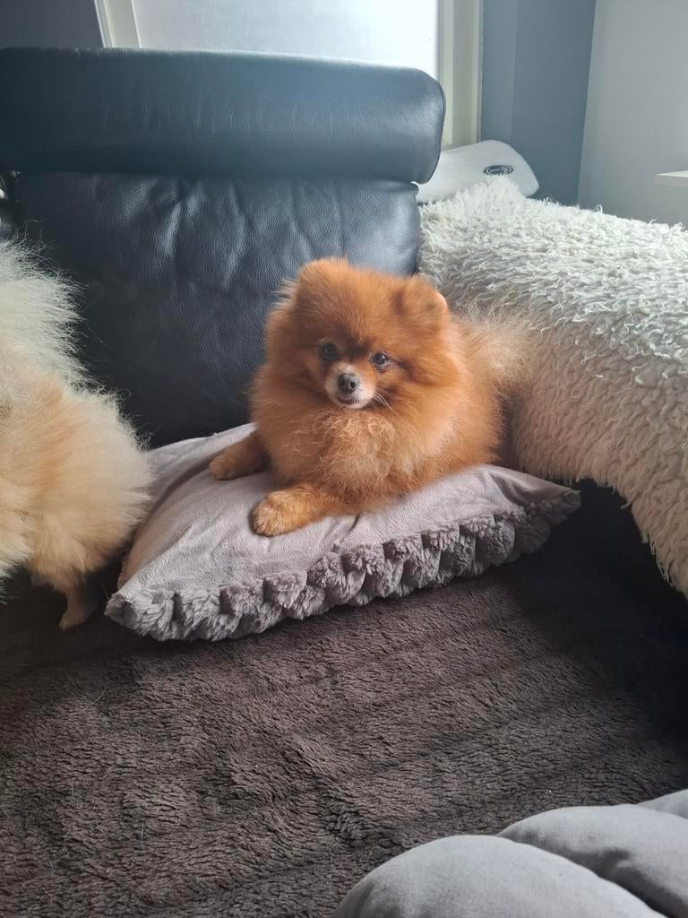 mooie orange pomeranian/dwergkees dekreu fci ( niet te koop), Dieren en Toebehoren, Honden | Dekreuen, 6 jaar of ouder, Reu, Meerdere