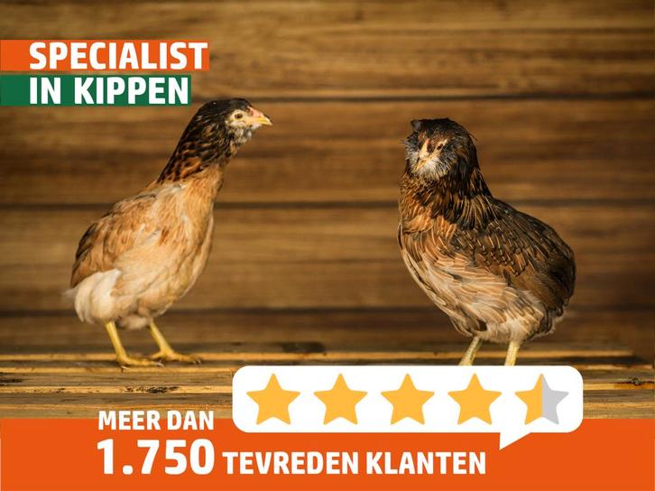 Araucana kippen | Speciale eieren | Opvallend uiterlijk, Dieren en Toebehoren, Pluimvee, Kip, Vrouwelijk