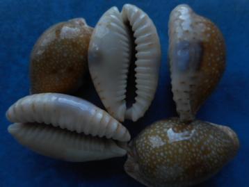 Schelpen: Cypraea erosa L. (golden form) gem 30-34mm beschikbaar voor biedingen