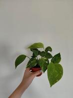 Plant Epipremnum aureum, Huis en Inrichting, Kamerplanten, Ophalen, Overige soorten, Minder dan 100 cm