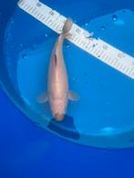 Chagoi 1-jarig 30cm, Karper of Koi