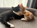1lieve kater  en 1 rood poesjemag gelijk mee, Dieren en Toebehoren, Katten en Kittens | Overige Katten, Kater, Kortharig, 0 tot 2 jaar