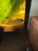Corydoras schwartzi, Dieren en Toebehoren, Vis