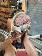 Grote anatomische buste compleet, Ophalen