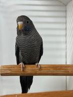 2 blackface blackwing grasparkieten, Dieren en Toebehoren, Meerdere dieren, Parkiet, Geringd