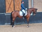 Imposantos x silvano merrie., Dieren en Toebehoren, Pony's, Merrie, L, 3 tot 6 jaar