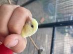 Kweek / zang Kanarie, Dieren en Toebehoren, Vogels | Kanaries, Geslacht onbekend, Zangkanarie
