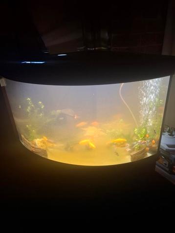 Zeer goede aquarium alles werk goed naar behoren   beschikbaar voor biedingen