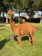 Alpaca merrie met super uitstraling - Oregon dochter, Juli, Vrouwelijk