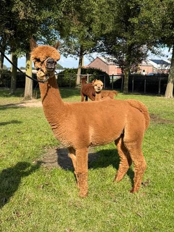 Alpaca merrie met super uitstraling - Oregon dochter beschikbaar voor biedingen
