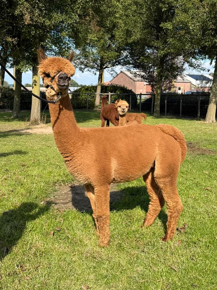 Alpaca merrie met super uitstraling - Oregon dochter, Dieren en Toebehoren, Overige Dieren, Vrouwelijk, Juli