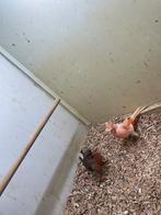 Mooi harlekijn koppel 2025 man gladkop pop kuif, Dieren en Toebehoren, Meerdere dieren, Kleurkanarie