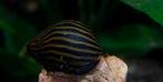 Zebra slak aquarium, Slak of Weekdier