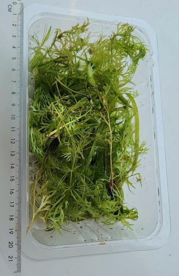 Verschillende waterplanten voor aquarium. beschikbaar voor biedingen