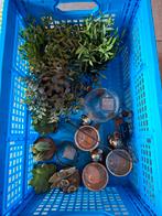 Krat vol, Ophalen of Verzenden