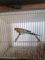 Goudmantel rosella, Dieren en Toebehoren, Vogels | Parkieten en Papegaaien, Vrouwelijk, Parkiet