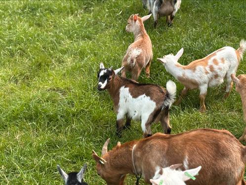 CAE en CL vrij dwerggeitenbokje van 2025, Dieren en Toebehoren, Schapen, Geiten en Varkens, Geit, Mannelijk