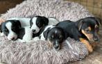 ️ Lieve speelse Jack russel puppy’s/ pups ️, Jack Russell Terriër, Meerdere, Meerdere dieren, Nederland