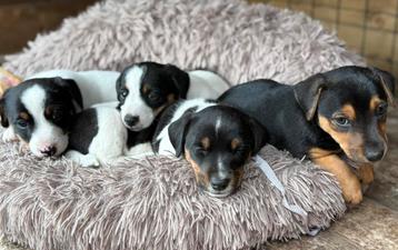 ️ Lieve speelse Jack russel puppy’s/ pups ️ beschikbaar voor biedingen