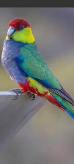 Gezocht redcap parkiet pop., Dieren en Toebehoren, Vogels | Parkieten en Papegaaien, Vrouwelijk, Parkiet
