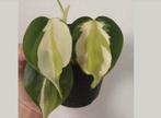 Philodendron Cream splash zeldzaam stekjes, Ophalen of Verzenden