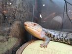 Blauwtongskink/ Tiliqua gigas gigas, Hagedis, 3 tot 6 jaar