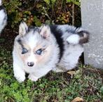 Pomsky puppy reutje met overbeet zoekt een lief baasje, Reu, 8 tot 15 weken, Eén hond, Nederland