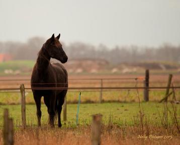 Weiland / reactie grond te koop gezocht. beschikbaar voor biedingen