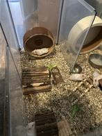 Goud Hamster, Dieren en Toebehoren, Knaagdieren, Hamster, Mannelijk, Mei, Tam