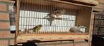 Kanaries 15 euro per stuk, Dieren en Toebehoren, Vogels | Kanaries, Vrouwelijk, Kleurkanarie