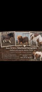 3 shetlanders hengst, Dieren en Toebehoren, Hengst