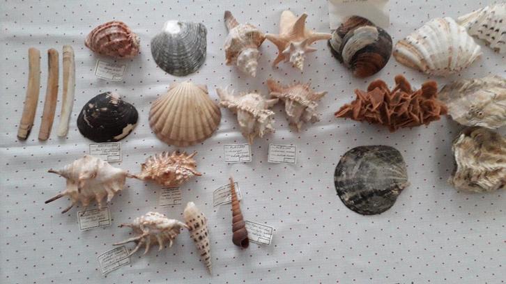 Schelpen verzameling ongeveer 320stuks, Verzamelen, Mineralen en Fossielen, Schelp(en), Ophalen
