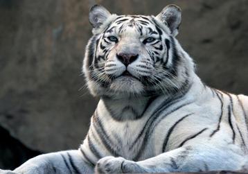 Jungle fotobehang Witte tijger VLIESbehang *Muurdeco4kids beschikbaar voor biedingen