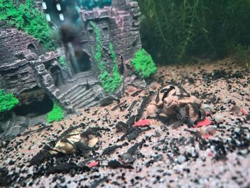 Anacitrus  Borstelneus algeneter baby's beschikbaar voor biedingen