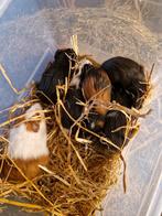 Leuke jonge cavia's, Cavia, November, Meerdere dieren, Tam