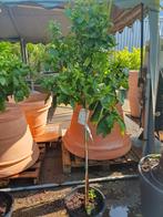 Aanbieding mandarijn boom, Ophalen, Volle zon, Overige soorten