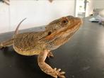 Lieve baardagaam tekoop met terrarium, Dieren en Toebehoren, Hagedis, Met terrarium