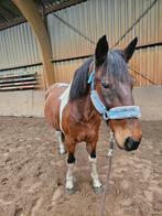 Knappe ruin 10jaar 1.55 m, Dieren en Toebehoren, Zadelmak, Recreatiepaard, Gechipt, Minder dan 160 cm