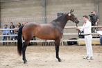 Draagmerrie, Dieren en Toebehoren, Paarden, Merrie, 3 tot 6 jaar