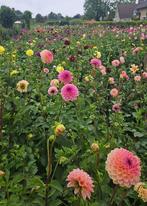 Groot assortiment Dahlia knollen, Tuin en Terras, Bloembollen en Zaden, Ophalen of Verzenden, Voorjaar, Volle zon, Knol