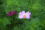 Cosmea zaden, Ophalen of Verzenden, Voorjaar, Volle zon, Zaad