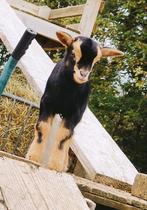 Diverse Geitjes met lammetjes te koop, Dieren en Toebehoren, Schapen, Geiten en Varkens, Meerdere dieren, Geit, 0 tot 2 jaar