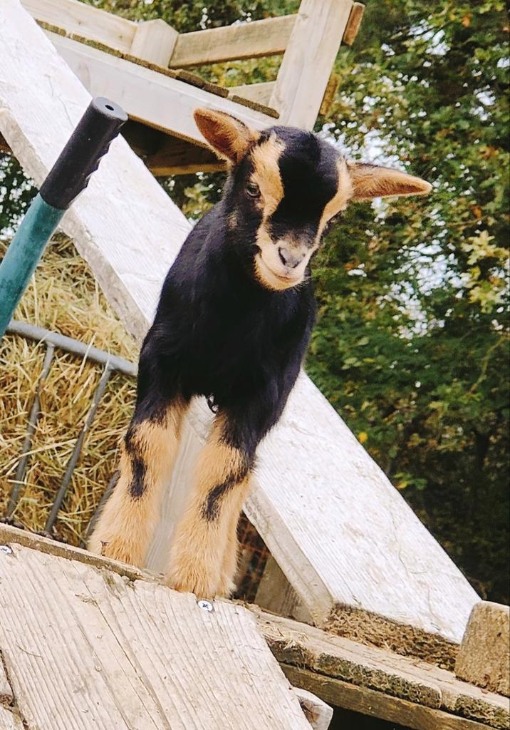 Diverse Geitjes met lammetjes te koop, Dieren en Toebehoren, Schapen, Geiten en Varkens, Geit, Meerdere dieren, 0 tot 2 jaar