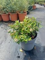 Viburnum tinus 'Eve Price' - Sneeuwbal - 10L Pot, Ophalen of Verzenden, Vaste plant, Overige soorten