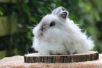 Teddy dwerg voedster zoekt knuffel huis, Dieren en Toebehoren, Konijnen, Vrouwelijk, Dwerg, 0 tot 2 jaar