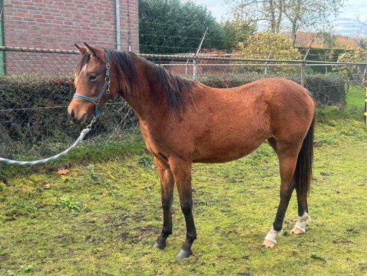 Jaarling merrie v. Coelenhage’ s Chaplin ( Welsh stamboek), Dieren en Toebehoren, Pony's, Merrie, Onbeleerd, D pony (1.37m tot 1.48m)