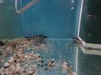 Roodstaartmeerval, rtc, roodstaart meerval, Dieren en Toebehoren, Vissen | Aquariumvissen, Vis, Zoetwatervis
