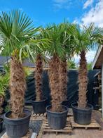 MOOIE DIKKE GOED GEWORTELDE WINTERHARDE TRACHYCARPUS PALMEN., Tuin en Terras, In pot, Halfschaduw, Ophalen of Verzenden, 100 tot 250 cm
